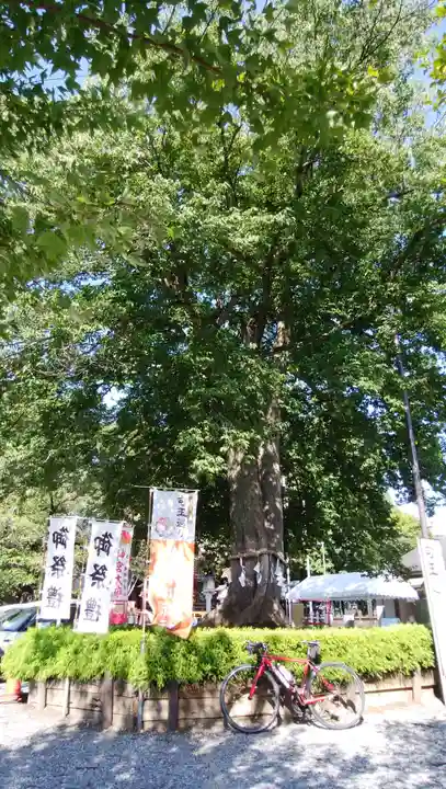 鎮守氷川神社の自然