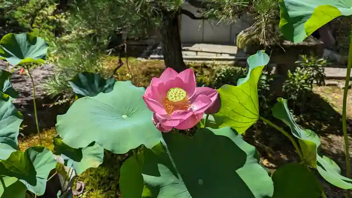 常寂光寺(京都府)