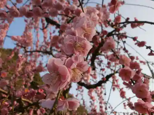 太宰府天満宮の自然