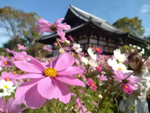 般若寺 ❁﻿コスモス寺❁の自然