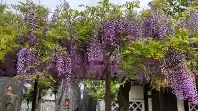 葛井寺の{uncategorized: "未分類", other: "その他", undefined: "問題あり", building: "その他建物", grave: "お墓", sacred_gate: "鳥居", guardian: "狛犬", statue: "像", buddha: "仏像", history: "歴史", nature: "自然", garden: "庭園", animal: "動物", pagoda: "塔", temizu: "手水舎", mountain_gate: "山門・神門", sanctuary: "本殿・本堂", subordinate: "末社・摂社", art: "芸術", scenery: "景色", jizo: "地蔵", ema: "絵馬", goshuin: "御朱印", omikuji: "おみくじ", items: "授与品その他", amulet: "お守り", goshuincho: "御朱印帳", eats: "食事", festival: "お祭り", votive_dance: "神楽", shichigosan: "七五三参", wedding: "結婚式", experience: "体験その他", initially: "初詣", around: "周辺", anti_infection: "感染症対策"}