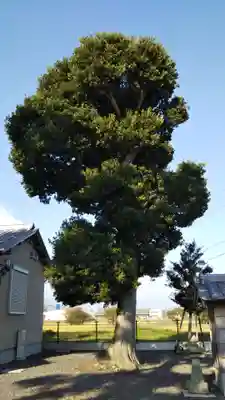 鏡満神社の自然