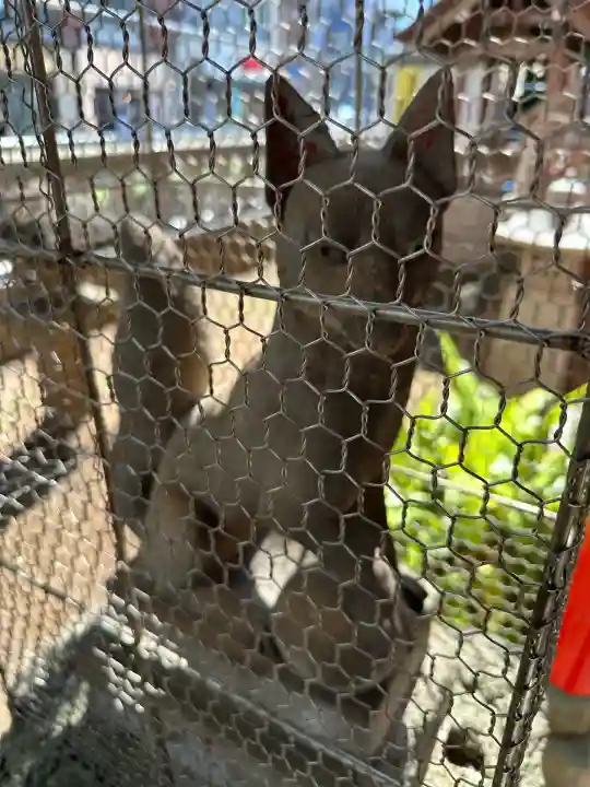 千種稲荷神社の狛犬