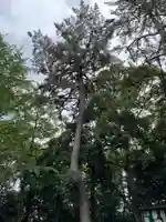 世田谷八幡宮の自然