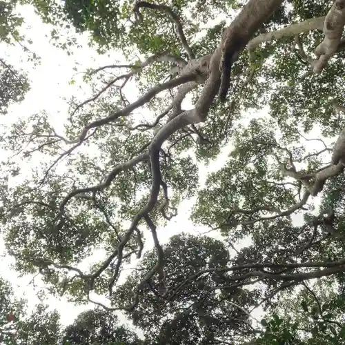 熊野神社の自然