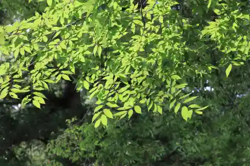 白和瀬神社の自然