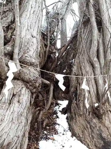 黄金龍神社（桂不動）の自然