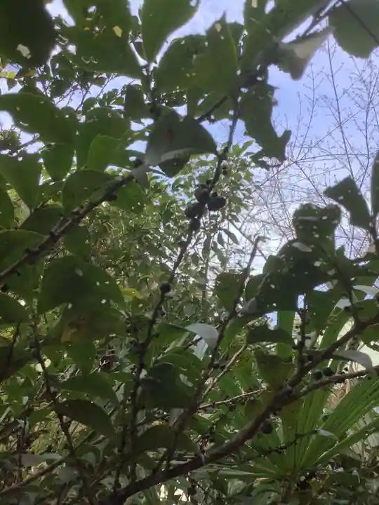 尾州内津妙見寺の自然