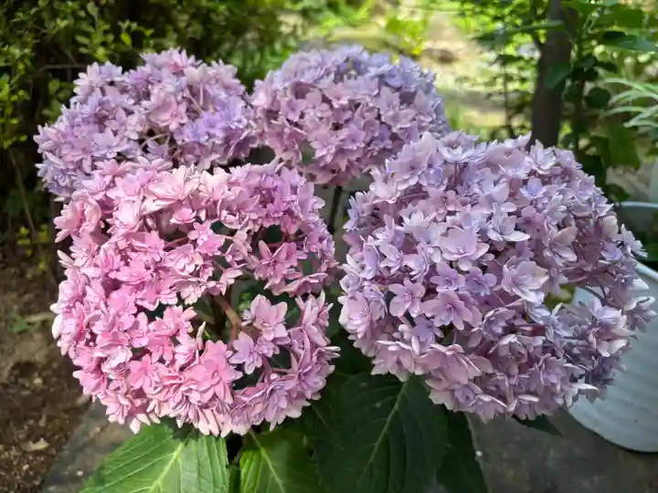 大福寺(埼玉県)