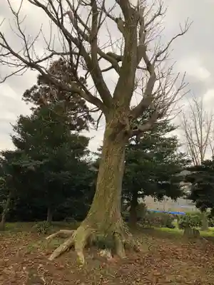 速星神社の自然