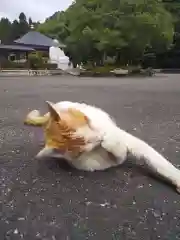 御誕生寺（猫寺）の動物