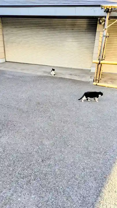 白金氷川神社の動物