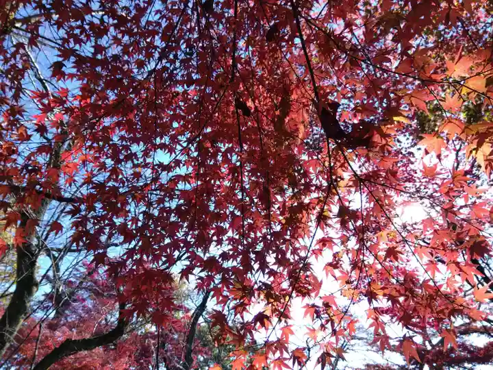 妙法寺(福井県)