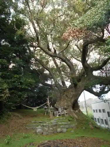 打越天満宮の自然