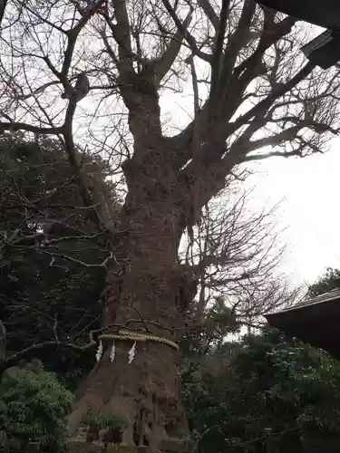 荏柄天神社(神奈川県)