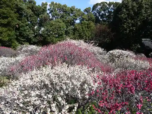 道明寺天満宮の自然