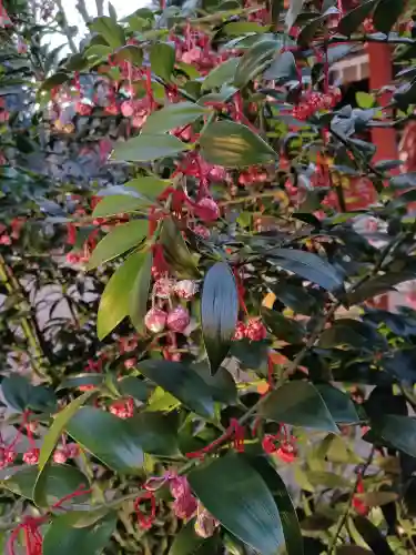 赤坂氷川神社の自然
