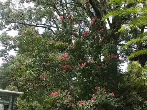 報徳二宮神社の自然