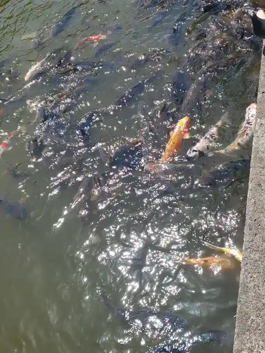 成田山新勝寺の動物