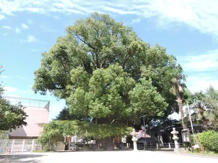 山王神社の自然
