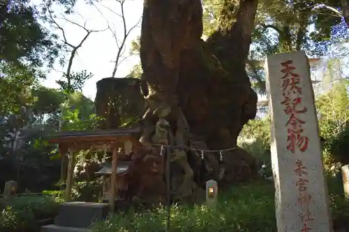 來宮神社の自然