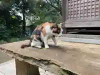 麻賀多神社の動物