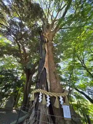 常陸國總社宮(茨城県)