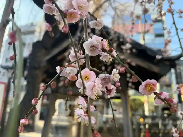 柏神社の{uncategorized: "未分類", other: "その他", undefined: "問題あり", building: "その他建物", grave: "お墓", sacred_gate: "鳥居", guardian: "狛犬", statue: "像", buddha: "仏像", history: "歴史", nature: "自然", garden: "庭園", animal: "動物", pagoda: "塔", temizu: "手水舎", mountain_gate: "山門・神門", sanctuary: "本殿・本堂", subordinate: "末社・摂社", art: "芸術", scenery: "景色", jizo: "地蔵", ema: "絵馬", goshuin: "御朱印", omikuji: "おみくじ", items: "授与品その他", amulet: "お守り", goshuincho: "御朱印帳", eats: "食事", festival: "お祭り", votive_dance: "神楽", shichigosan: "七五三参", wedding: "結婚式", experience: "体験その他", initially: "初詣", around: "周辺", anti_infection: "感染症対策"}