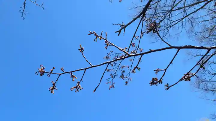 北海道護國神社の自然