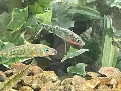 醒井延命地蔵尊(滋賀県)