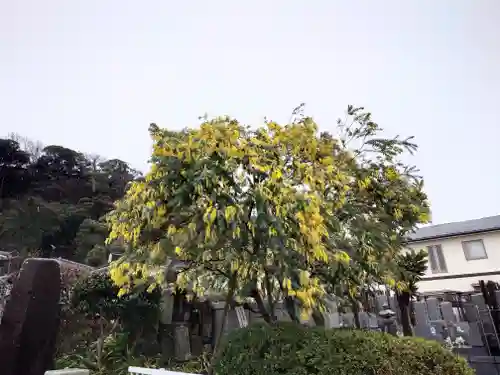 来迎寺（材木座）(神奈川県)