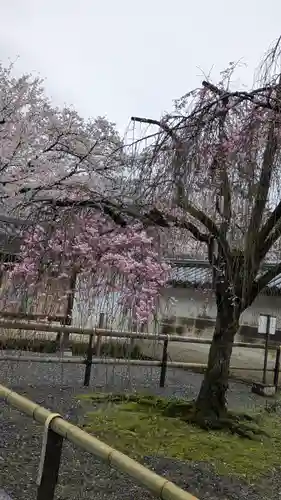 醍醐寺(京都府)