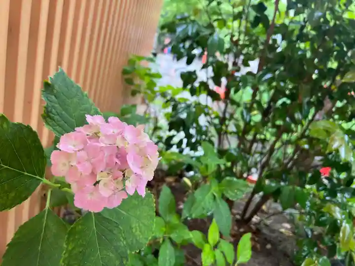 八坂神社(祇園さん)の自然