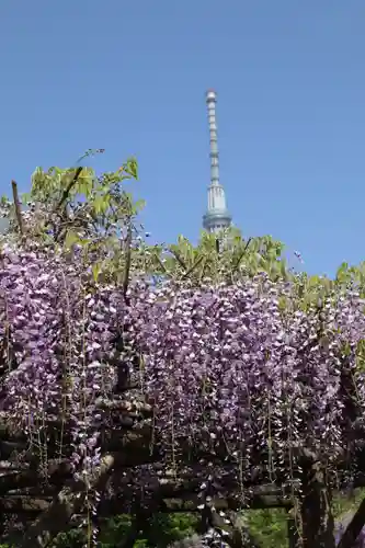 亀戸天神社の景色