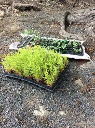高司神社〜むすびの神の鎮まる社〜の自然