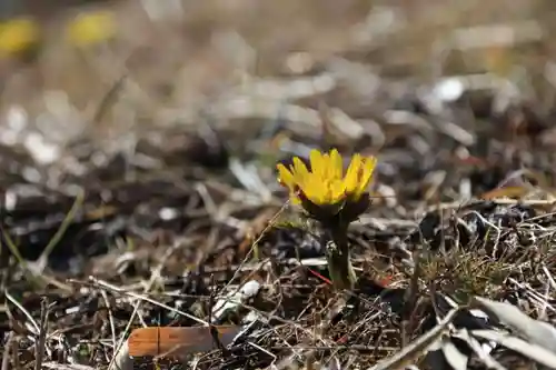 関場神社の自然