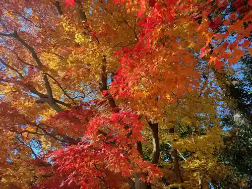 賀茂別雷神社（上賀茂神社）の自然