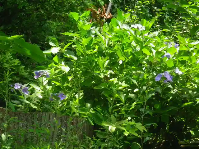 荏柄天神社の自然