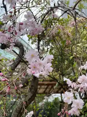 東京大神宮(東京都)