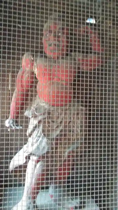 大原八幡宮の像