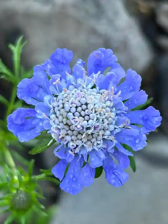 禰固岳神社(長野県)