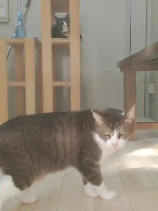 下野大師華蔵寺の動物