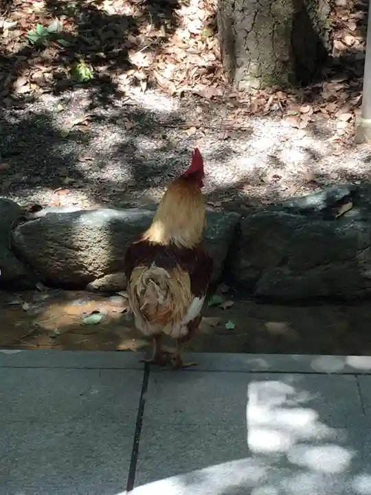 熱田神宮の動物