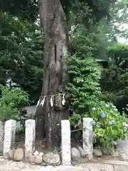 所澤神明社(埼玉県)