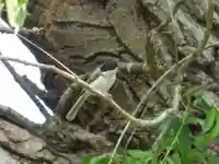 留辺蘂神社の動物