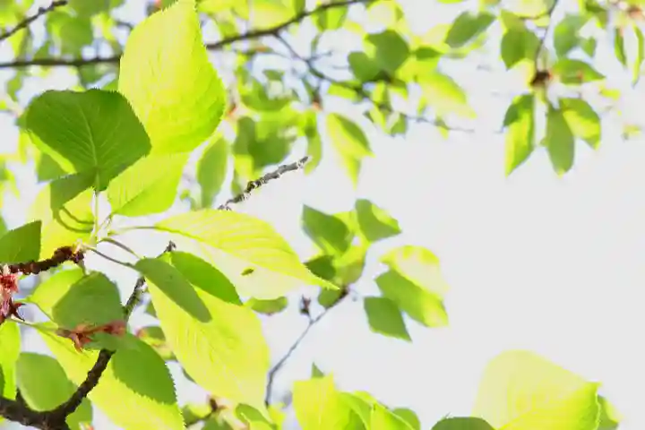三津厳島神社の自然