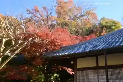 明月院(神奈川県)
