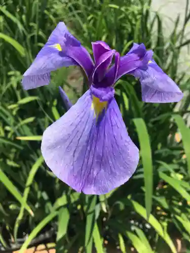 宮地嶽神社の自然