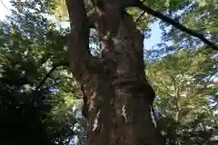 愛宕神社の自然