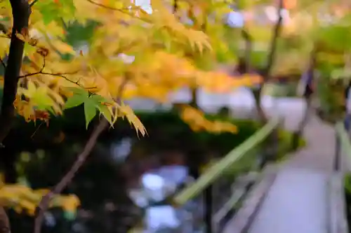 圓光寺の庭園